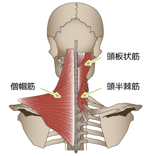 首の筋肉